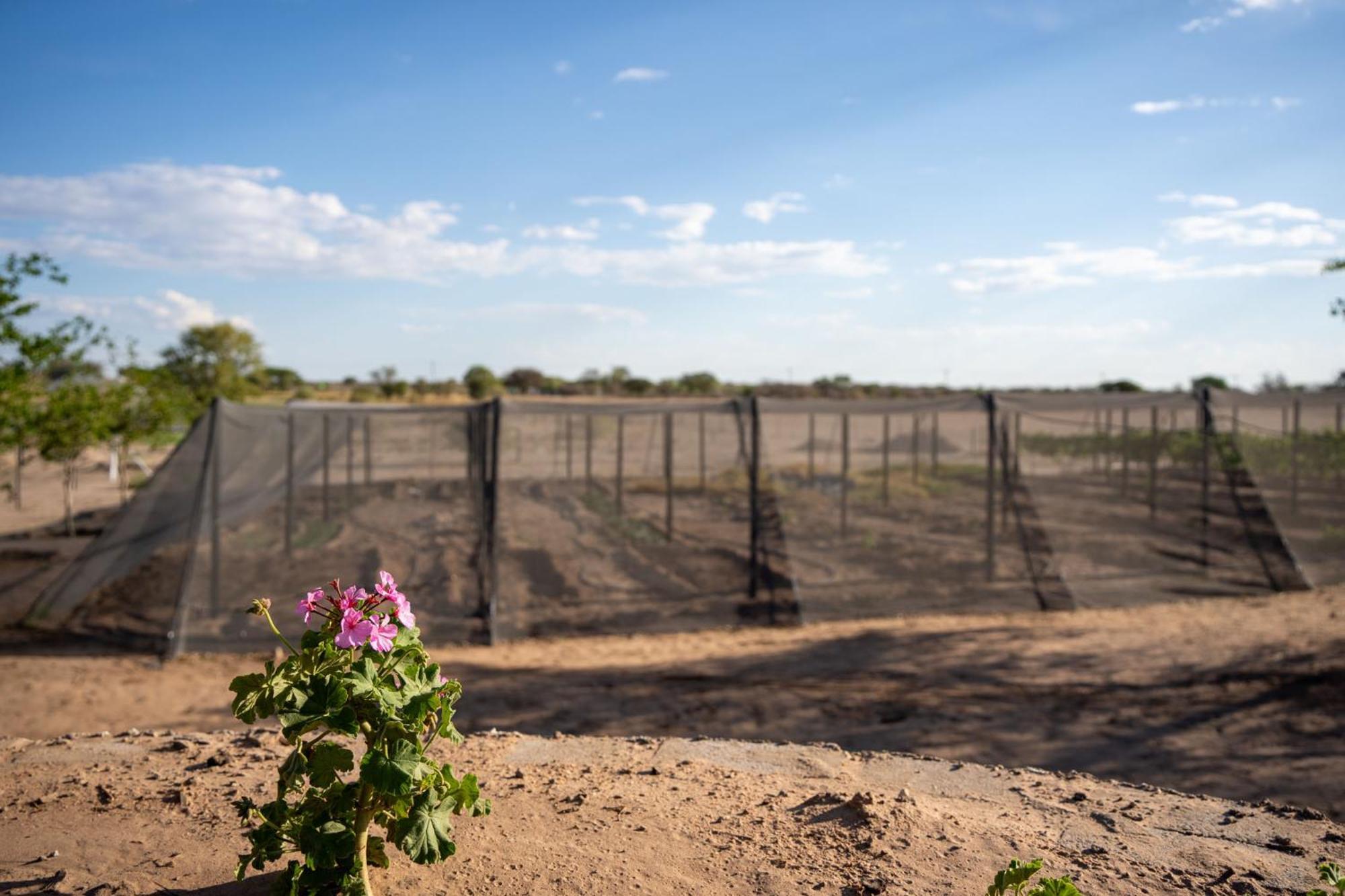 הוילה Ghanzi Plot 19 מראה חיצוני תמונה